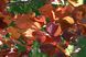 Церсіс канадський Форест Пансі (Cersis canadensis Forest Pansy) - 150-200 см 695266984964 фото 4