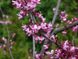 Церсіс канадський Форест Пансі (Cersis canadensis Forest Pansy) - 150-200 см 695266984964 фото 2