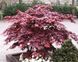 Клен пальмолистий Блудгуд (Acer palmatum Bloodgood) - 100 см 695266984914 фото 3