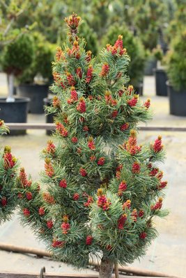 Сосна дрібноквіткова Бергман (Pinus parviflora 'Bergmann') - 40-60 см 695266984798 фото