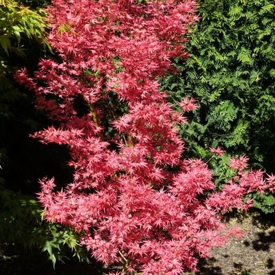 Клен пальмолистий Вілсон пінк дворф (Acer palmatum wilson pink dwarf) - 100 см 695266984923 фото