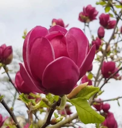Магнолія Джині (Magnolia Genie) - 150 см 695266984979 фото