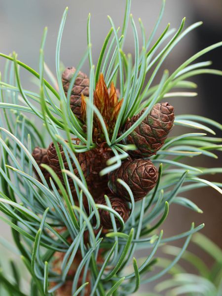 Сосна дрібноквіткова Бергман (Pinus parviflora 'Bergmann') - 40-60 см 695266984798 фото