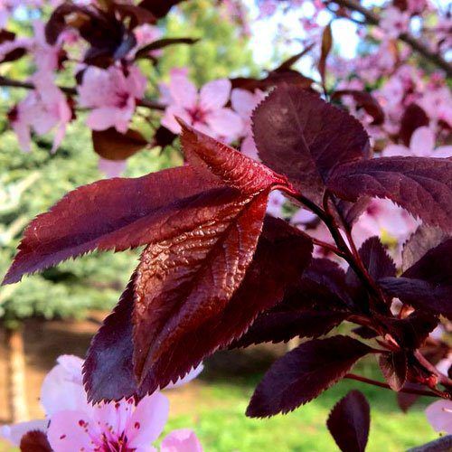 Слива Пісарді (Prunus Pissardi) - 275-300 см 428112543931 фото