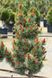 Сосна дрібноквіткова Бергман (Pinus parviflora 'Bergmann') - 40-60 см 695266984798 фото 1