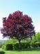 Слива Пісарді (Prunus Pissardi) - 275-300 см 428112543931 фото 3
