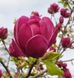 Магнолія Джині (Magnolia Genie) - 150 см 695266984979 фото 2