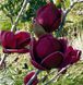Магнолія Джині (Magnolia Genie) - 150 см 695266984979 фото 1