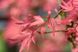 Клен пальмолистий Вілсон пінк дворф (Acer palmatum wilson pink dwarf) - 100 см 695266984923 фото 2