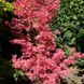 Клен пальмолистий Вілсон пінк дворф (Acer palmatum wilson pink dwarf) - 100 см 695266984923 фото 1