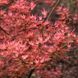 Клен пальмолистий Вілсон пінк дворф (Acer palmatum wilson pink dwarf) - 100 см 695266984923 фото 3