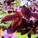 Слива Пісарді (Prunus Pissardi) - 275-300 см 428112543931 фото 2