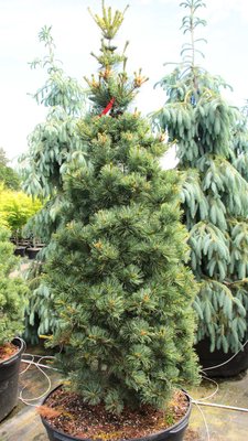 Сосна дрібноквіткова Гімборн ідеал (Pinus parviflora 'Gimborn's Ideal') - 30-40 см 695266984799 фото