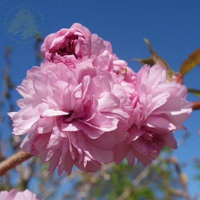 Сакура Кіку шидаре (Prunus Kiku Shidare) - 125-150 см 873344013281 фото