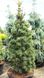 Сосна дрібноквіткова Гімборн ідеал (Pinus parviflora 'Gimborn's Ideal') - 30-40 см 695266984799 фото 1