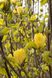 Магнолія Єлоу бьорд дерево (Magnolia Yellow bird) - 300-350 см 695266985940 фото 8