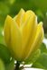 Магнолія Єлоу бьорд дерево (Magnolia Yellow bird) - 300-350 см 695266985940 фото 5
