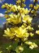 Магнолія Єлоу бьорд дерево (Magnolia Yellow bird) - 300-350 см 695266985940 фото 1