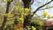 Магнолія Єлоу бьорд дерево (Magnolia Yellow bird) - 300-350 см 695266985940 фото 7