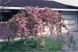 Сакура Кіку шидаре (Prunus Kiku Shidare) - 125-150 см 873344013281 фото 2