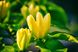 Магнолія Єлоу бьорд дерево (Magnolia Yellow bird) - 300-350 см 695266985940 фото 4