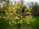 Магнолія Єлоу бьорд дерево (Magnolia Yellow bird) - 300-350 см 695266985940 фото 6