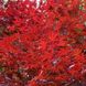 Клен пальмолистий Редвайн (Acer palmatum redwine) - 100 см 695266984924 фото 1