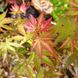 Клен пальмолистий Редвайн (Acer palmatum redwine) - 100 см 695266984924 фото 2