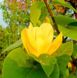 Магнолія Єлоу бьорд дерево (Magnolia Yellow bird) - 300-350 см 695266985940 фото 3