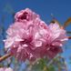 Сакура Кіку шидаре (Prunus Kiku Shidare) - 125-150 см 873344013281 фото 1