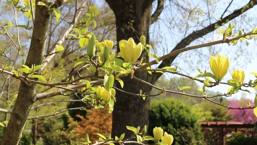 Магнолія Єлоу бьорд дерево (Magnolia Yellow bird) - 300-350 см 695266985940 фото
