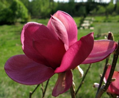 Магнолія Афродіта (Magnolia Aphrodite) - 200-250 см 695266984873 фото