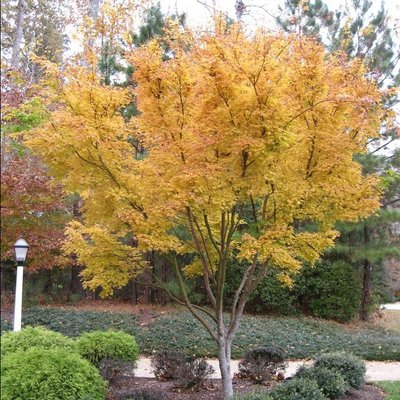 Клен пальмолистий Сангокаку (Acer palmatum Sangokaku) - 100-150 см 695266984925 фото