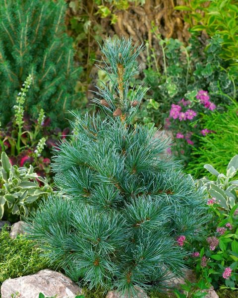 Сосна дрібноквіткова Negishi (Pinus parviflora Negishi) - 120+ см 695266994800 фото