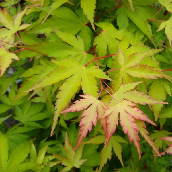 Клен пальмолистий Сангокаку (Acer palmatum Sangokaku) - 100-150 см 695266984925 фото