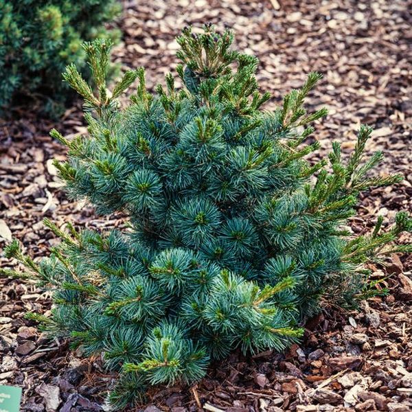 Сосна дрібноквіткова Negishi (Pinus parviflora Negishi) - 100-120 см 695266984800 фото