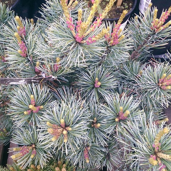 Сосна дрібноквіткова Negishi (Pinus parviflora Negishi) - 120+ см 695266994800 фото
