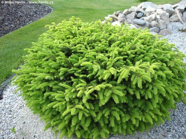 Ялина звичайна Nidiformis (Picea abies "Nidiformis") - 60 см 133895118081 фото