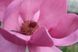 Магнолія Афродіта (Magnolia Aphrodite) - 200-250 см 695266984873 фото 2