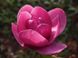 Магнолія Афродіта (Magnolia Aphrodite) - 200-250 см 695266984873 фото 3