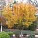 Клен пальмолистий Сангокаку (Acer palmatum Sangokaku) - 100-150 см 695266984925 фото 1
