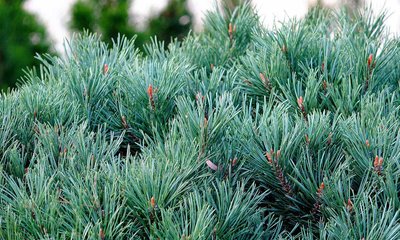 Сосна звичайна Ватерері парасоля (Pinus sylvestris Watereri) - 150+ см 695265994774 фото