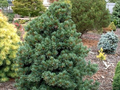 Сосна дрібноквіткова Negishi (Pinus parviflora Negishi) - 120+ см 695266984801 фото