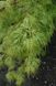 Клен пальмолистий Сейрю (Acer palmatum seiryu) - 100 см 695266984926 фото 3