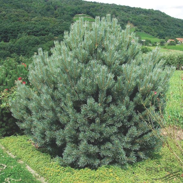 Сосна звичайна Ватерері парасоля (Pinus sylvestris Watereri) - 150+ см 695265994774 фото