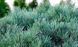 Сосна звичайна Ватерері парасоля (Pinus sylvestris Watereri) - 150+ см 695265994774 фото 1