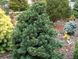 Сосна дрібноквіткова Negishi (Pinus parviflora Negishi) - 120+ см 695266984801 фото 1