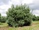 Сосна звичайна Ватерері парасоля (Pinus sylvestris Watereri) - 150+ см 695265994774 фото 4