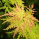 Клен пальмолистий Сейрю (Acer palmatum seiryu) - 100 см 695266984926 фото 2