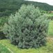 Сосна звичайна Ватерері парасоля (Pinus sylvestris Watereri) - 150+ см 695265994774 фото 2